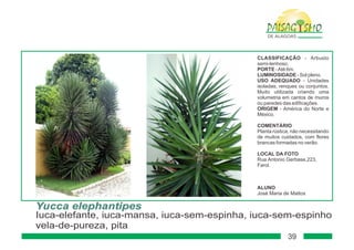 Paisagismo de-alagoas