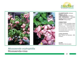 Paisagismo de-alagoas