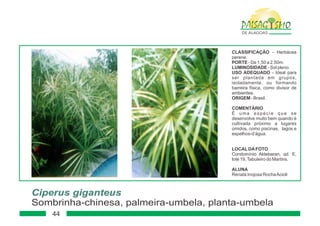 Paisagismo de-alagoas