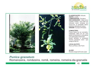 Paisagismo de-alagoas