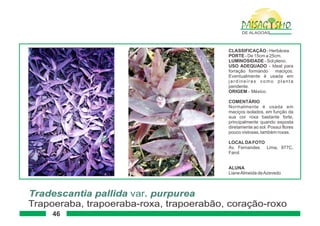 Paisagismo de-alagoas