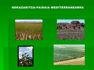 NEKAZARITZA-PAISAIA MEDITERRANEARRA 