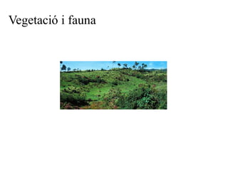 Vegetació i fauna 
 