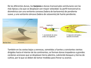 De las diferentes dunas, los  barjanes  o dunas transversales semilunares son las más típicas y las que se desplazan con mayor velocidad. Su perfil transversal es disimétrico con una vertiente convexa (ladera de barlovento) de pendiente suave, y una vertiente cóncava (ladera de sotavento) de fuerte pendiente. También en las costas bajas y arenosas, sometidas a fuertes y constantes vientos dirigidos hacia el interior de los continentes, se forman dunas trepadoras o grandes cordones arenosos que se desplazan tierra adentro, cubriendo bosques y tierras de cultivo, por lo que se deben de tomar medidas para frenar su avance. 