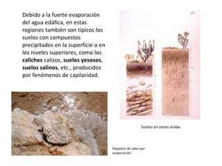 Debido a la fuerte evaporación del agua edáfica, en estas regiones también son típicos los suelos con compuestos precipitados en la superficie o en los niveles superiores, como los  caliches  calizos,  suelos yesosos ,  suelos salinos , etc., producidos por fenómenos de capilaridad. Suelos en zonas áridas Depósito de sales por evaporación 