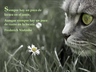 S iempre hay un poco de locura en el amor, Aunque siempre hay un poco de razón en la locura. Frederich Nietzshe 