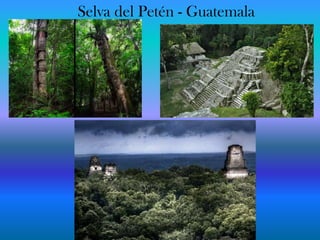 Selva del Petén - Guatemala 