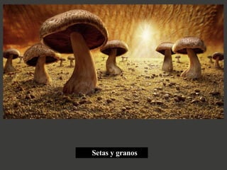 Setas y granos 