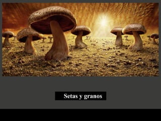 Setas y granos 