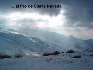 …  al frío de Sierra Nevada. 