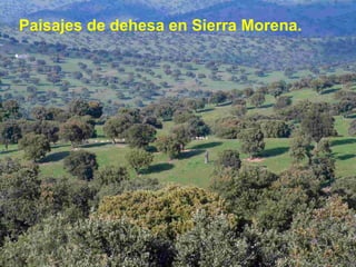 Paisajes de dehesa en Sierra Morena. 