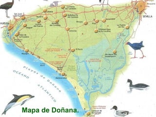 Mapa de Doñana. 