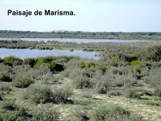 Paisaje de Marisma. 