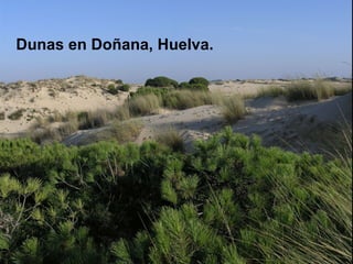 Dunas en Doñana, Huelva. 