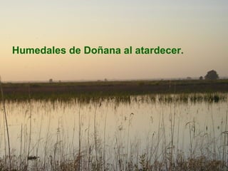 Humedales de Doñana al atardecer. 