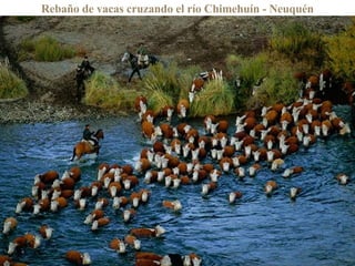 Rebaño de vacas cruzando el río Chimehuín - Neuquén 