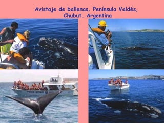Avistaje de ballenas. Península Valdés, Chubut. Argentina 