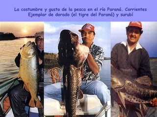 La costumbre y gusto de la pesca en el río Paraná. Corrientes Ejemplar de dorado (el tigre del Paraná) y surubí 