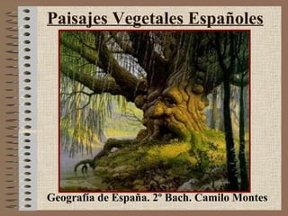 Paisajes Vegetales Españoles Geografía de España. 2º Bach. Camilo Montes 