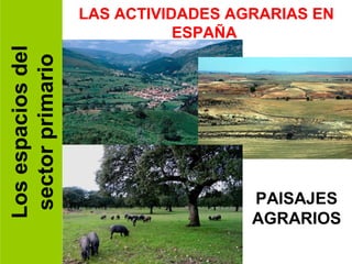 Losespaciosdel
sectorprimario
LAS ACTIVIDADES AGRARIAS EN
ESPAÑA
PAISAJES
AGRARIOS
 