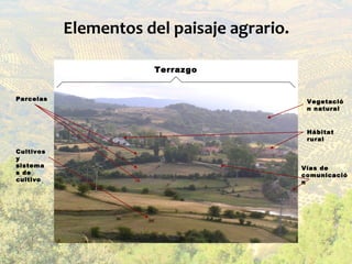 Elementos del paisaje agrario.

                       Terrazgo


Parcelas                                     Vegetació
 ...
