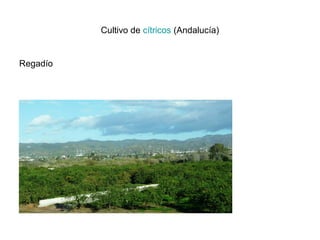 Cultivo de cítricos (Andalucía)


Regadío
 