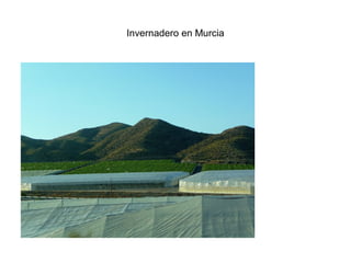 Invernadero en Murcia
 