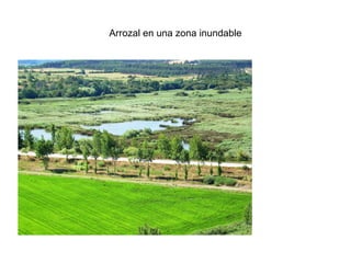 Arrozal en una zona inundable
 