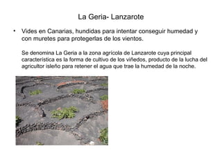 La Geria- Lanzarote
•   Vides en Canarias, hundidas para intentar conseguir humedad y
    con muretes para protegerlas de los vientos.

    Se denomina La Geria a la zona agrícola de Lanzarote cuya principal
    característica es la forma de cultivo de los viñedos, producto de la lucha del
    agricultor isleño para retener el agua que trae la humedad de la noche.
 
