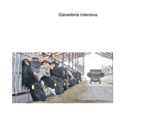 Ganadería intensiva
 