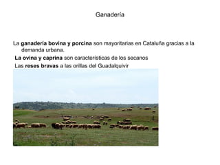 Ganadería



La ganadería bovina y porcina son mayoritarias en Cataluña gracias a la
   demanda urbana.
 La ovina y caprina son características de los secanos
 Las reses bravas a las orillas del Guadalquivir
 