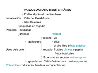 PAISAJE AGRARO MEDITERRÁNEO
               Prelitoral y litoral mediterráneo
Localización Valle del Guadalquivir
               Islas Baleares
           pequeñas en regadío
Parcelas medianas
           grandes                         cereal
                                  secano vid
                   agricultura             olivo
                                           al aire libre o bajo plástico
Usos del suelo                    regadío frutales cítricos y pepita
                                            frutos tropicales
                                   Extensiva en secano: ovina caprina
                   ganadería Cataluña intensiva: bovina y porcina
Poblamiento disperso, tiende a la concentración
 
