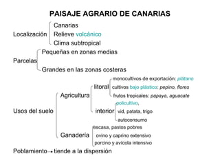PAISAJE AGRARIO DE CANARIAS
              Canarias
Localización Relieve volcánico
              Clima subtropical
           Pequeñas en zonas medias
Parcelas
           Grandes en las zonas costeras
                                          monocultivos de exportación: plátano
                                 litoral cultivos bajo plástico: pepino, flores
                   Agricultura            frutos tropicales: papaya, aguacate
                                            policultivo,
Usos del suelo                   interior vid, patata, trigo
                                           autoconsumo
                                 escasa, pastos pobres
                   Ganadería      ovino y caprino extensivo
                                 porcino y avícola intensivo
Poblamiento      tiende a la dispersión
 