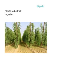 lúpulo
Planta industrial
regadío
 