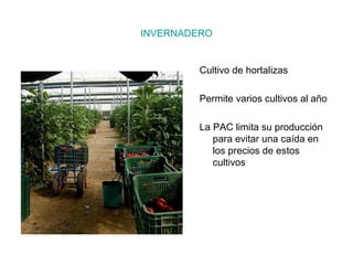 INVERNADERO


         Cultivo de hortalizas

         Permite varios cultivos al año

         La PAC limita su producción
            para evitar una caída en
            los precios de estos
            cultivos
 