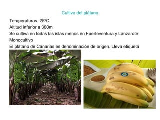 Cultivo del plátano
Temperaturas. 25ºC
Altitud inferior a 300m
Se cultiva en todas las islas menos en Fuerteventura y Lanzarote
Monocultivo
El plátano de Canarias es denominación de origen. Lleva etiqueta
 