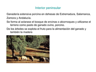 Interior peninsular
Ganadería extensiva porcina en dehesas de Extremadura, Salamanca,
Zamora y Andalucía.
Se forma al aclarase el bosque de encinas o alcornoques y utilizarse el
  terreno como pasto de ganado ovino, porcino.
De los árboles se explota el fruto para la alimentación del ganado y
  también la madera
 