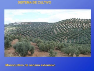 SISTEMA DE CULTIVO




Monocultivo de secano extensivo
 