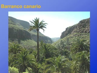 Barranco canario
 