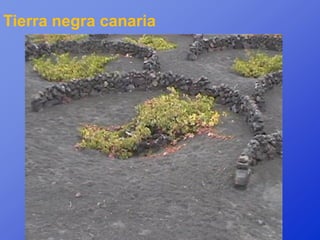 Tierra negra canaria
 