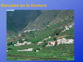 Bancales en la Gomera
 