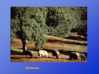 Dehesas
 