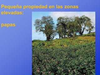 Pequeña propiedad en las zonas
elevadas:

papas
 
