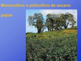 Monocultivo o policultivo de secano

papas
 