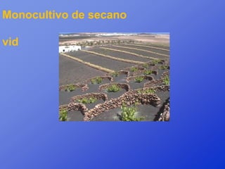 Monocultivo de secano

vid
 