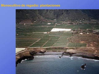 Monocultivo de regadío: plantaciones
 