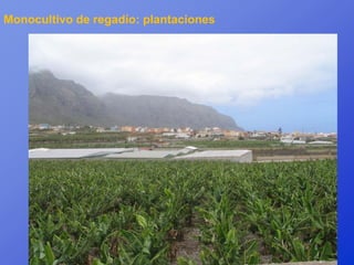 Monocultivo de regadío: plantaciones
 