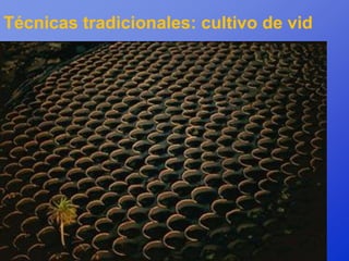 Técnicas tradicionales: cultivo de vid
 