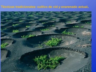 Técnicas tradicionales: cultivo de vid y enarenado actual.
 