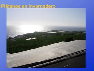 Plátanos en invernadero
 